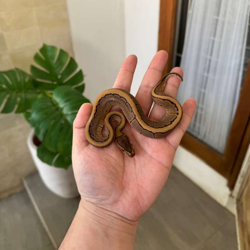 [RARE] Pinstripe Triple Het Albino Pied Clown F