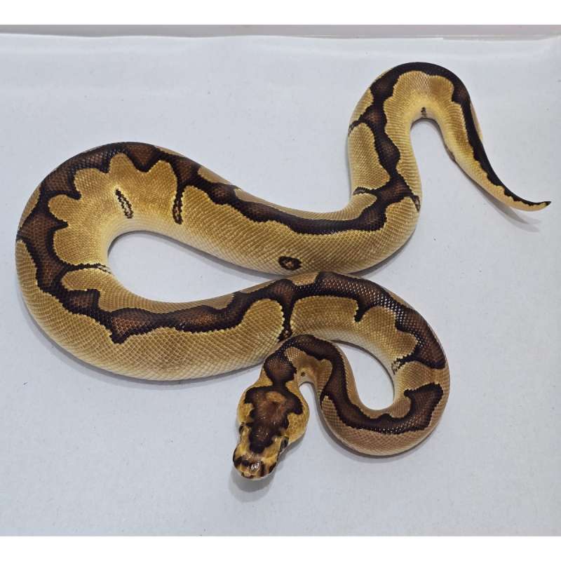 Enchi Clown het Ultramel