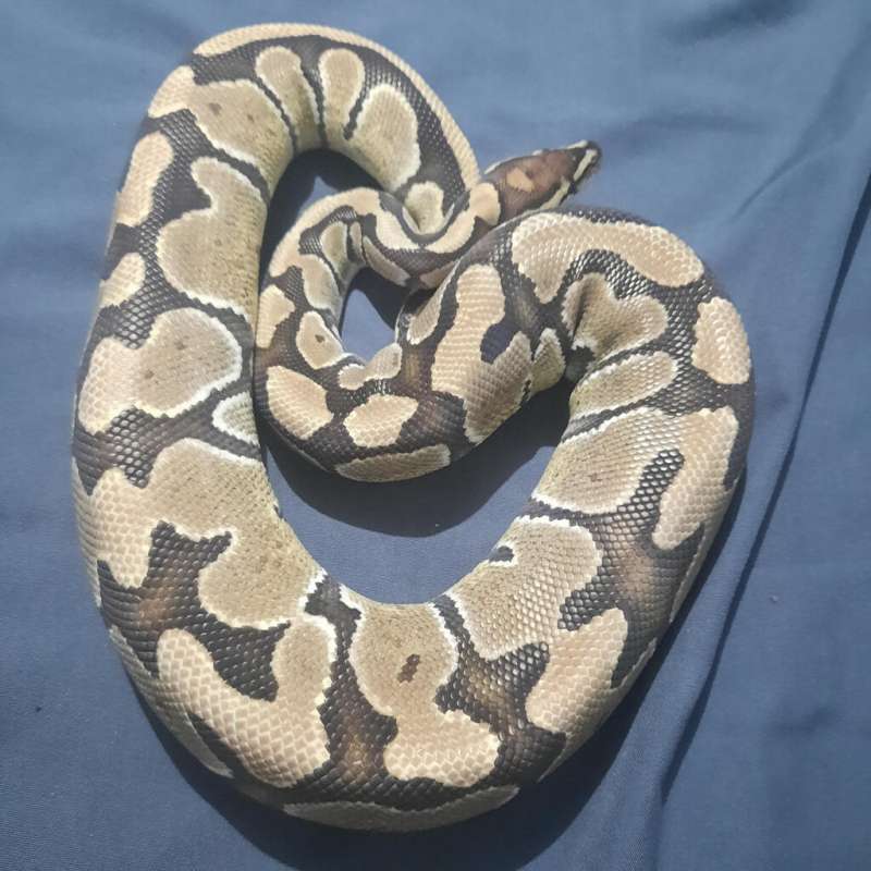 Fire Het Albino Female