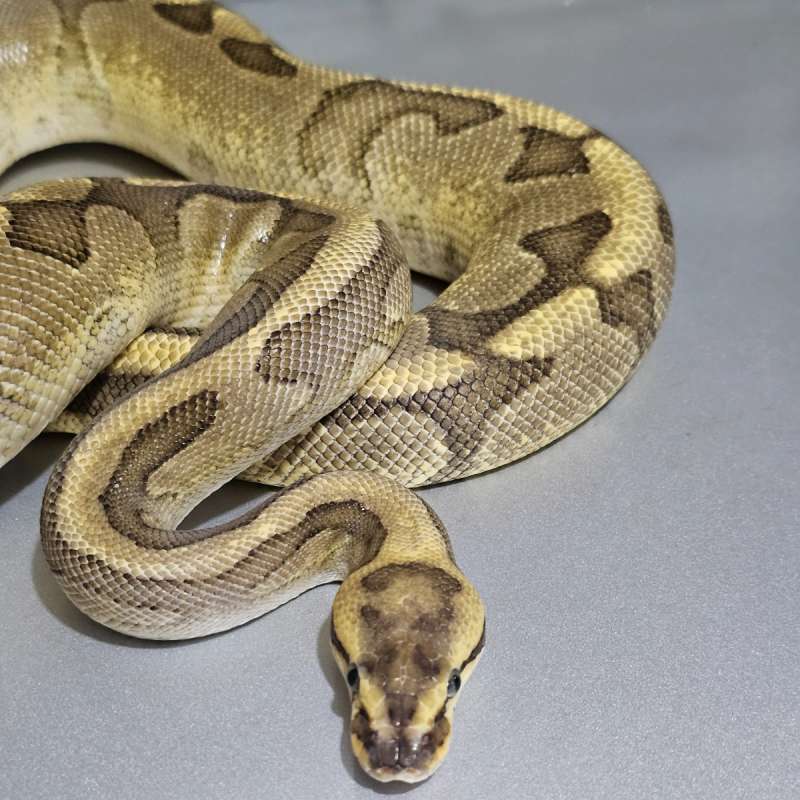 Fire Enchi Redstripe Yb het Clown