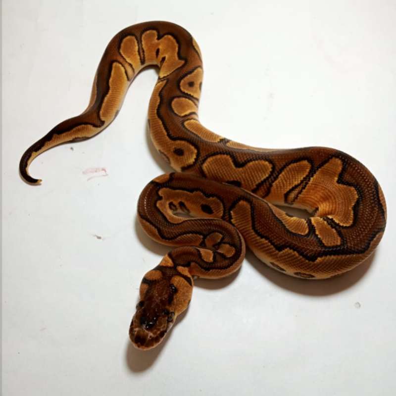 FEMALE Black Pastel Enchi Clown