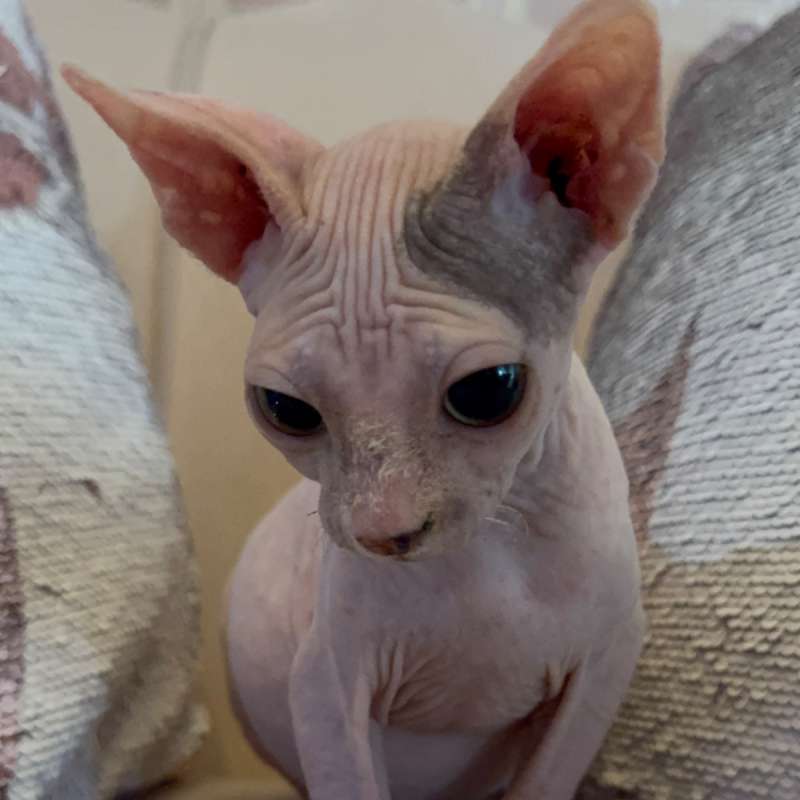 Sphynx