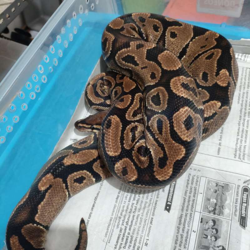 Female proven indukan normal het hypo