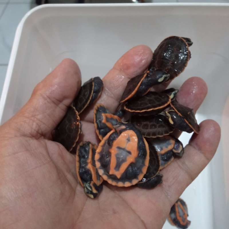 Kura damer / dada merah