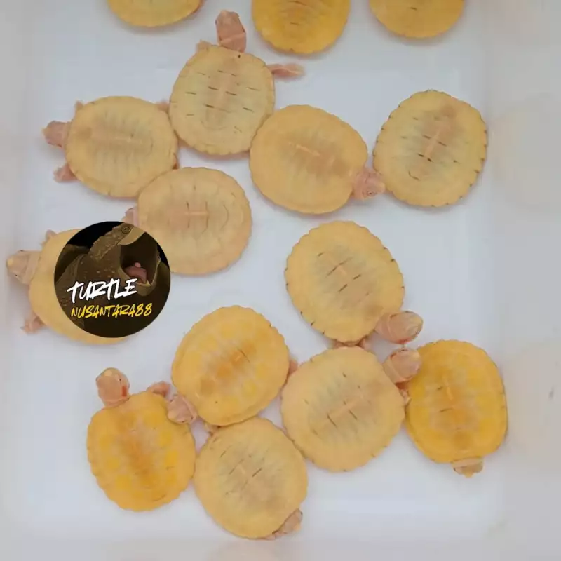 KURA BRAZIL ALBINO / RESBINO