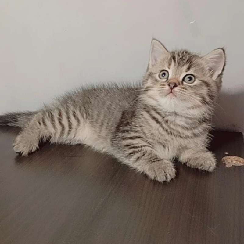 BSH NON PED GOLDEN TABBY