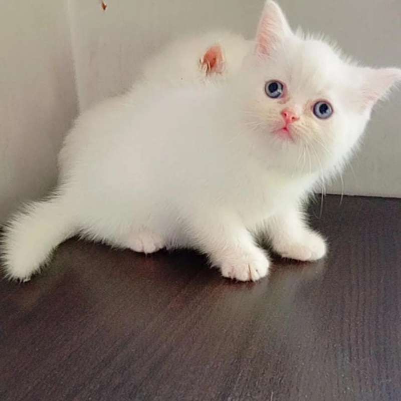 BSH NON PED WHITE SOLID MATA BIRU