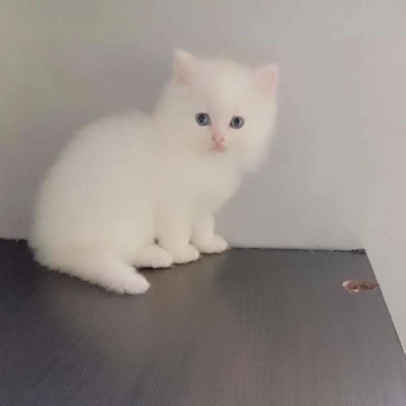 BLH NON PED WHITE SOLID MATA BIRU