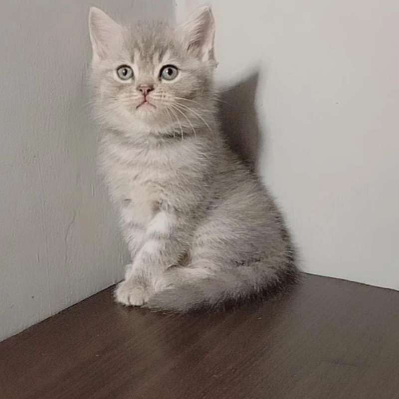 BSH NON PED MUJAIR JANTAN