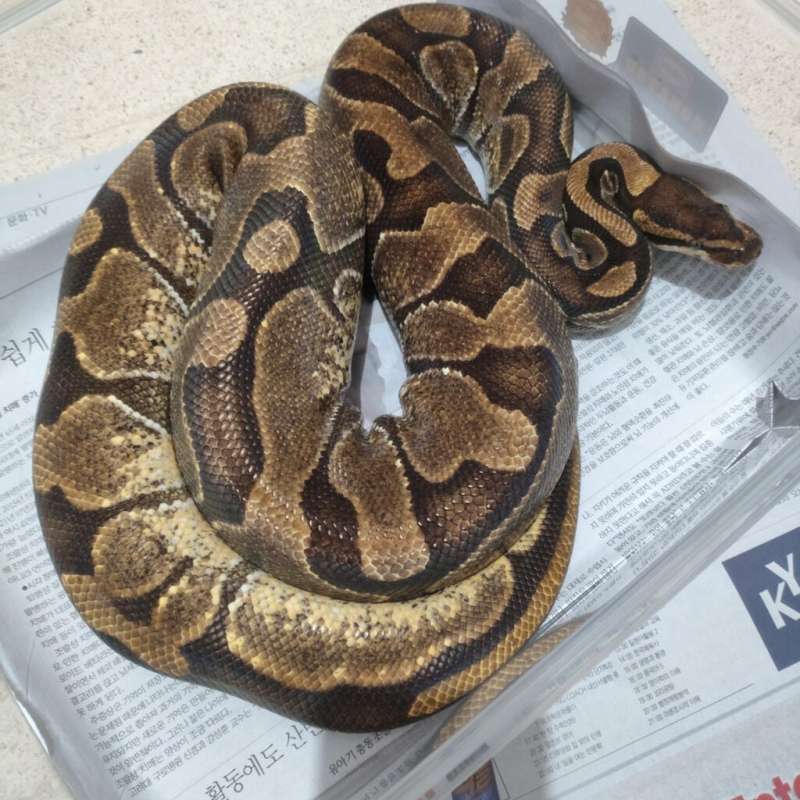 Betina proven jumbo Enchi