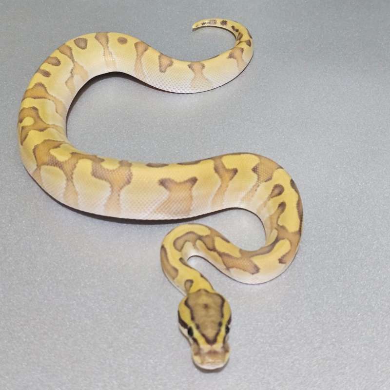 Enchi Yb Hypo