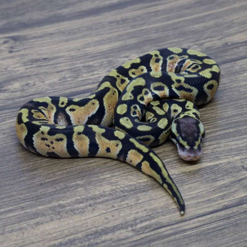 PASTEL HET LAVENDER HET CLOWN