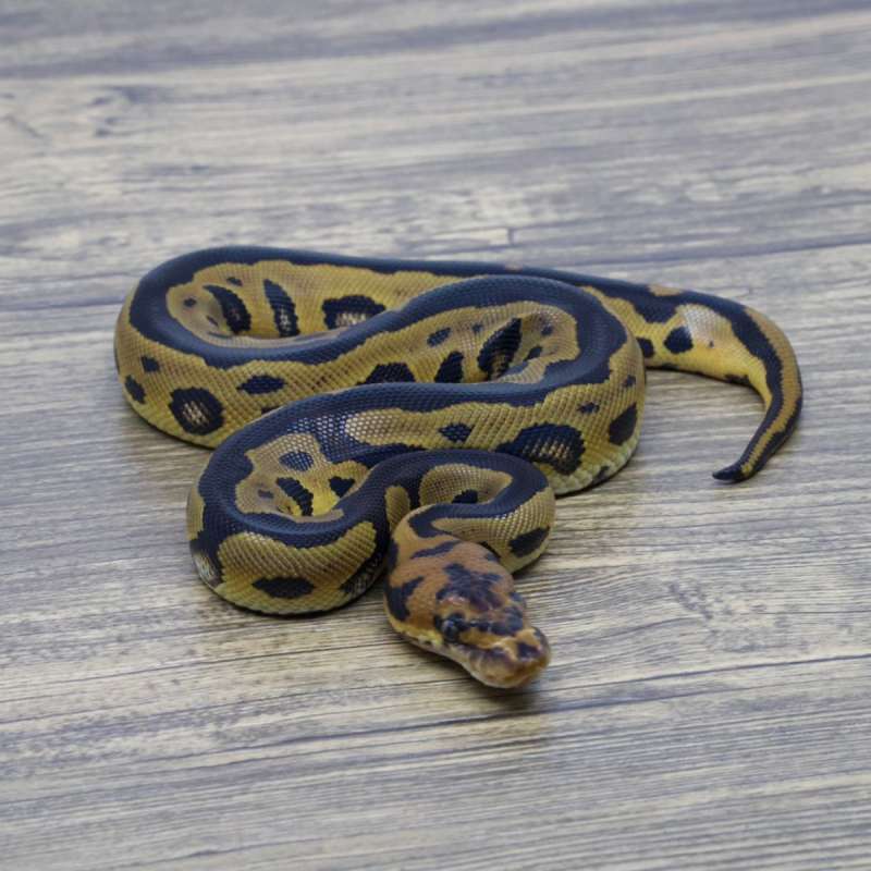 LEOPARD CLOWN HET LAVENDER