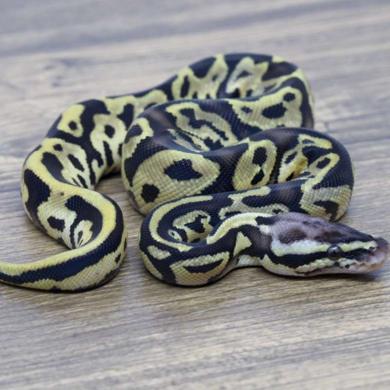LEOPARD PASTEL HET PIED POSS HET CLOWN