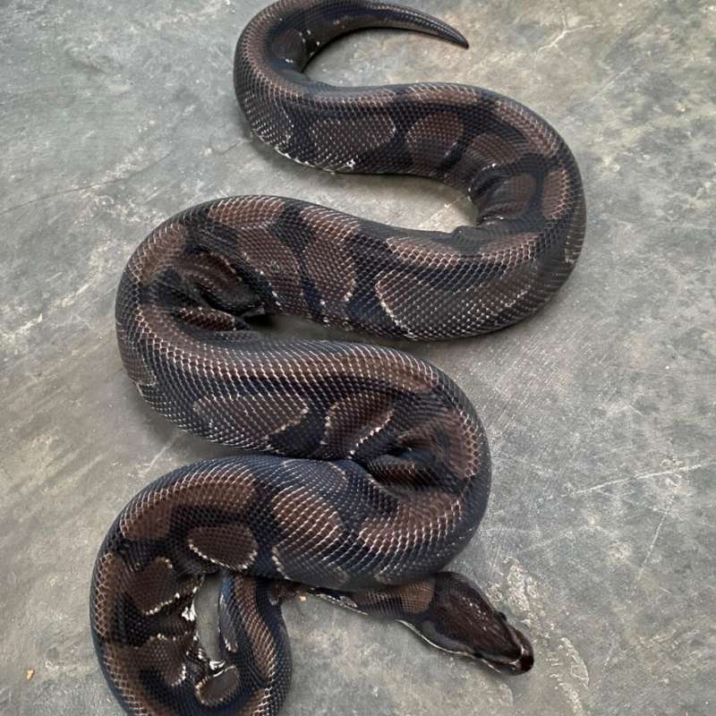 yellow belly het clown mutasi