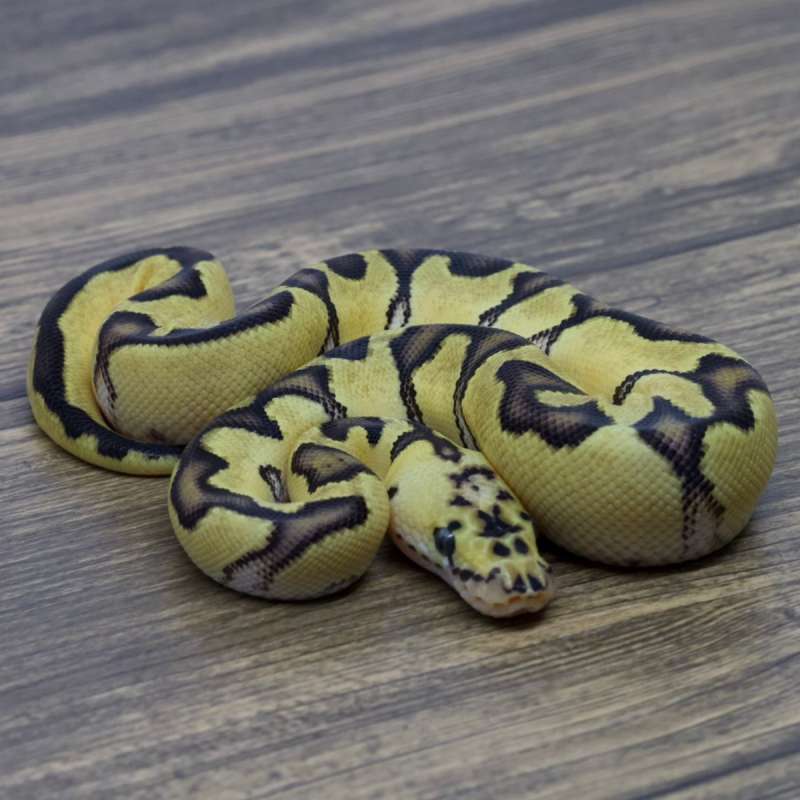 ENCHI PASTEL CLOWN HET LAVENDER