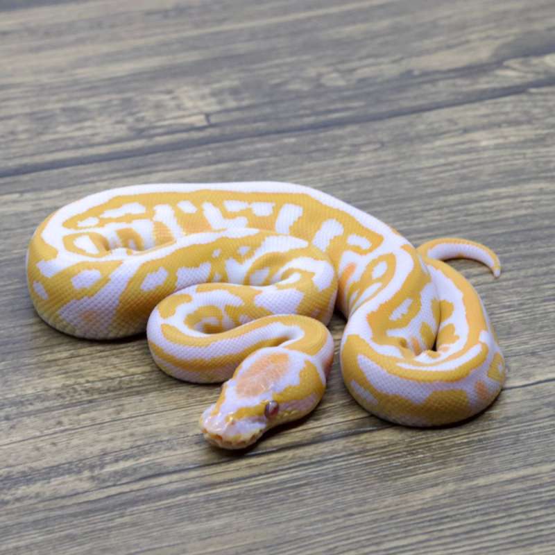 LEOPARD LAVENDER HET CLOWN