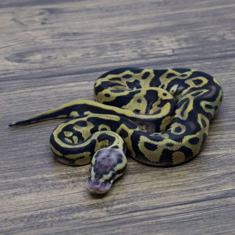 LEOPARD PASTEL HET LAVENDER HET CLOWN