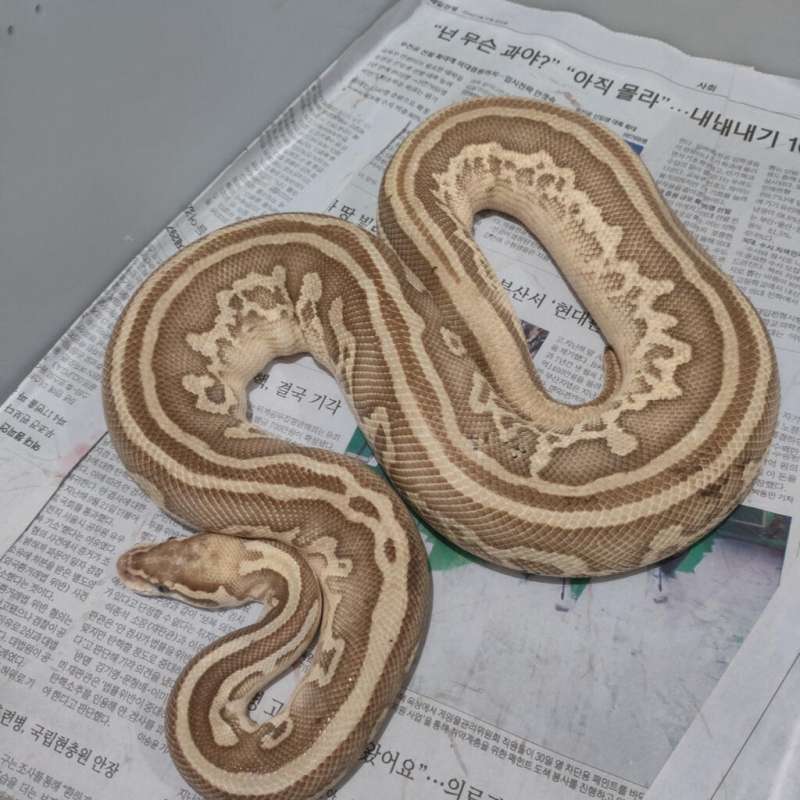Leopard Lesser Pastel Het Clown