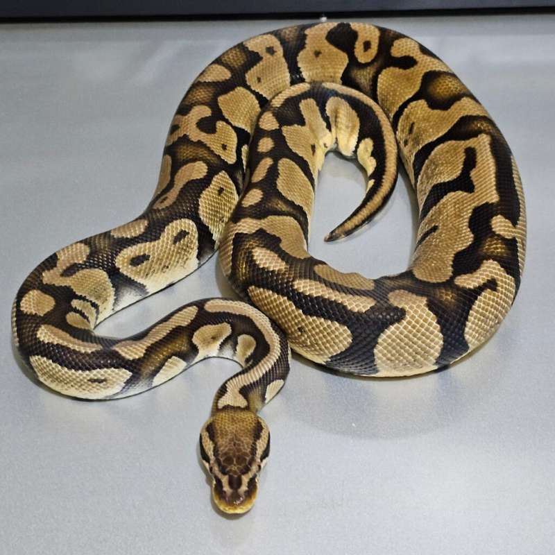 [Proven] Enchi Pastel dh Albino Pied