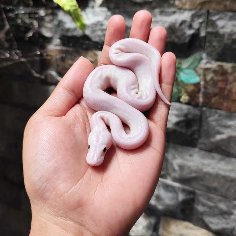 Blue Eye Leucistic