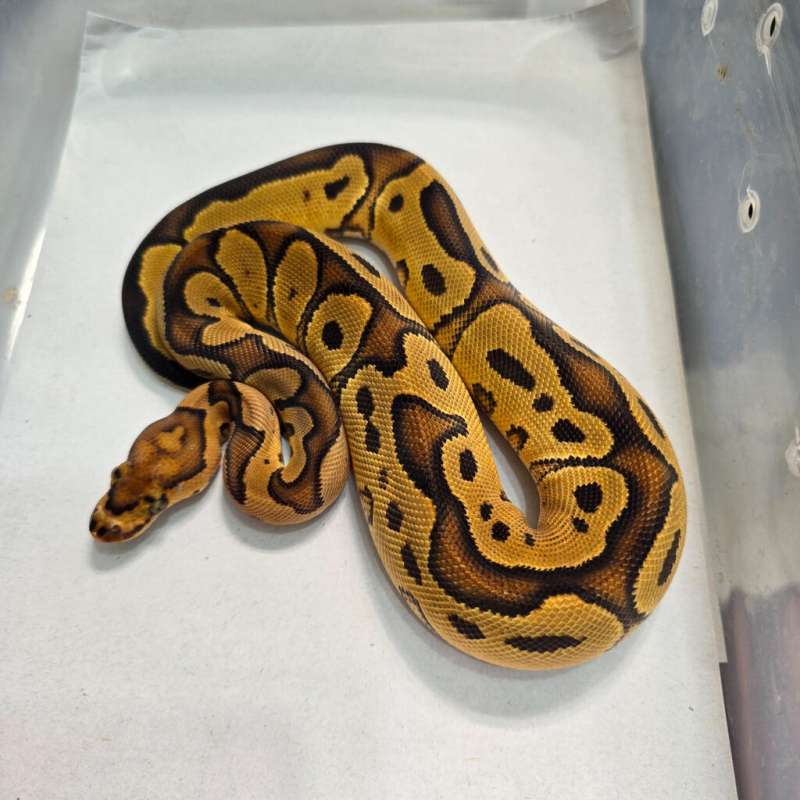 Gravel Clown Hi Contrast