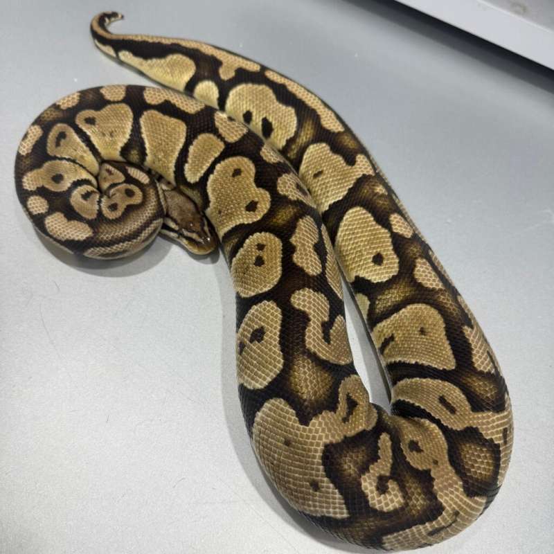 Female Pastel Het Clown Proven