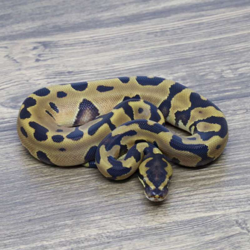 LEOPARD ENCHI HET LAVENDER HET CLOWN