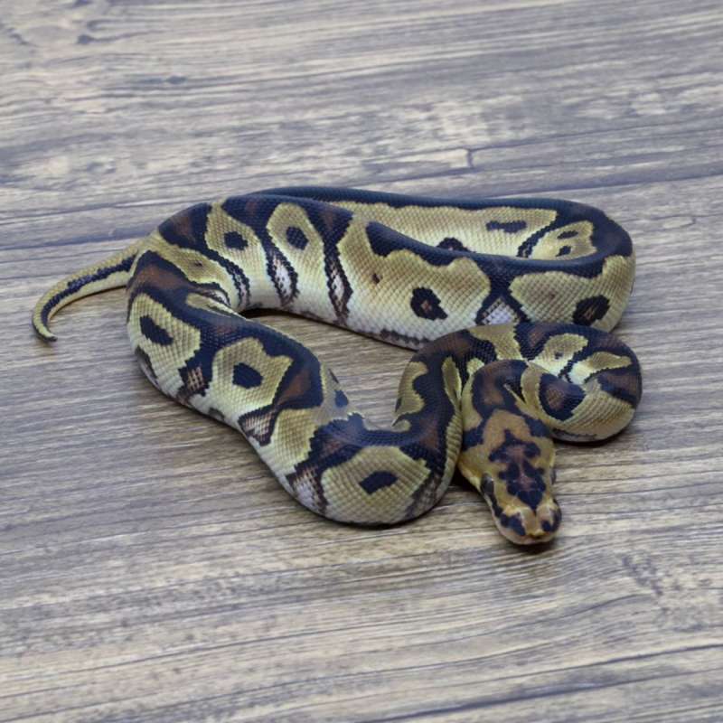 ORANGE DREAM CLOWN 66% HET PIED