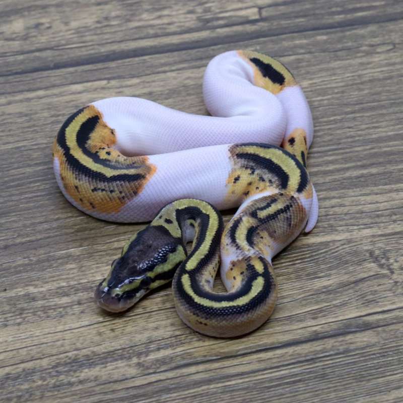 YELLOW BELLY PIED HET CLOWN