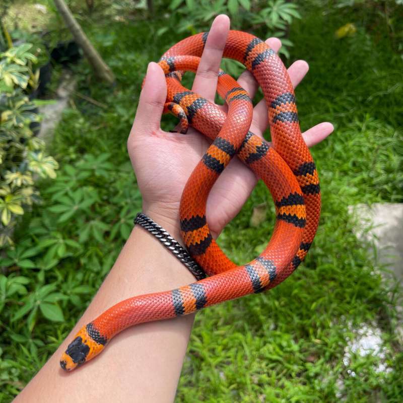 Milksnake tangerine honduran