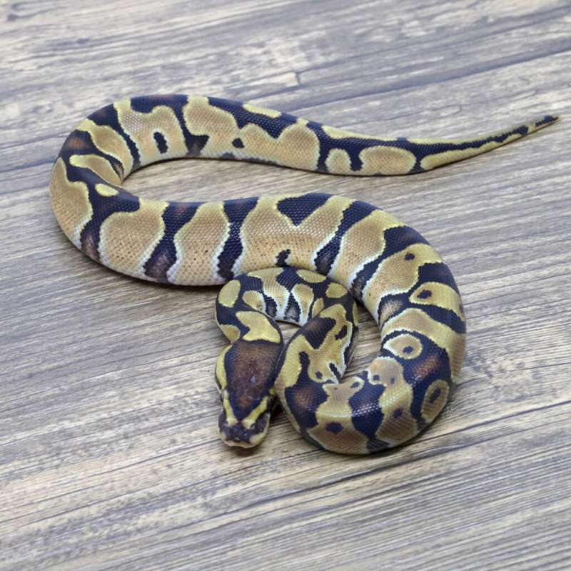ENCHI YELLOW BELLY HET CLOWN HET PIED