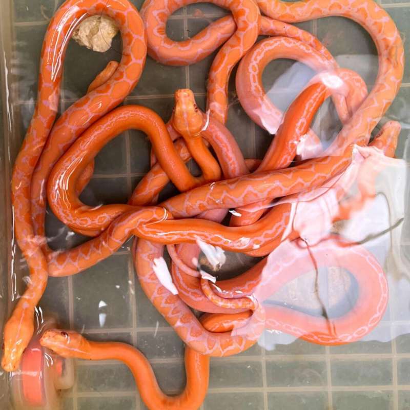 Reticulated Python GC WP