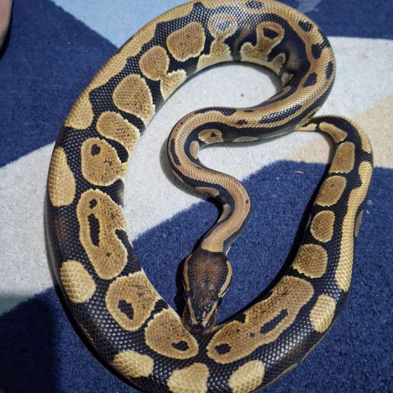 [CAKEP] Ballpython Normal Het Clown