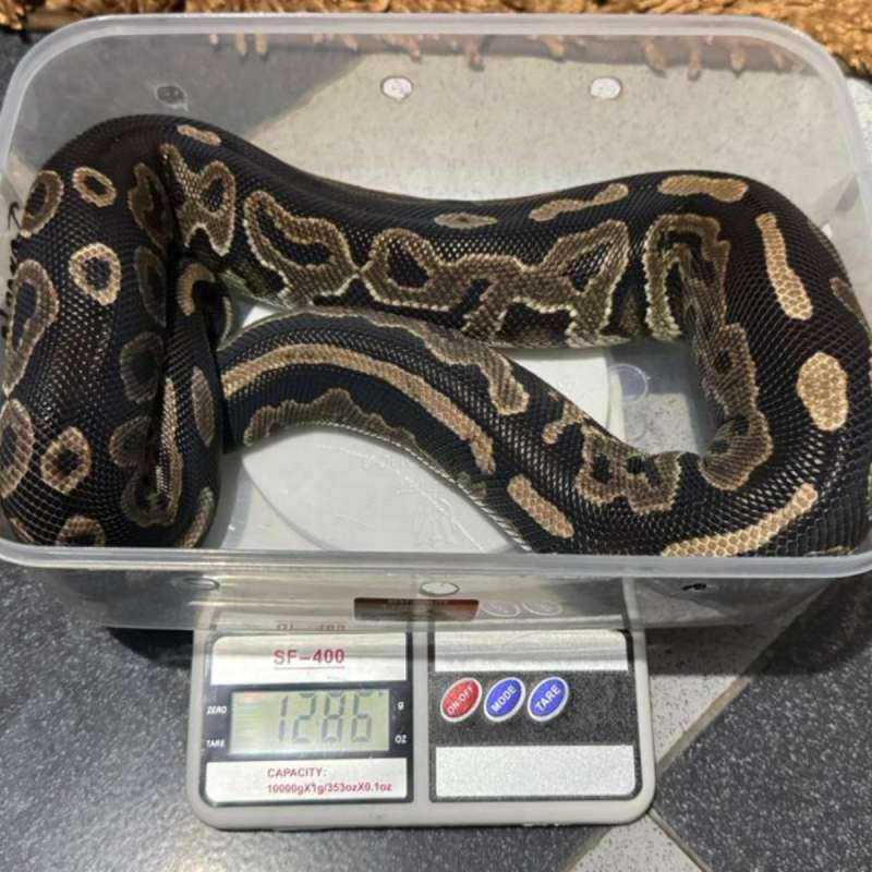 BP Cinnamon Female