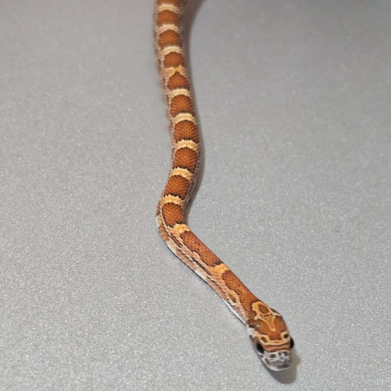 [Cs] Sunkissed het Anery +