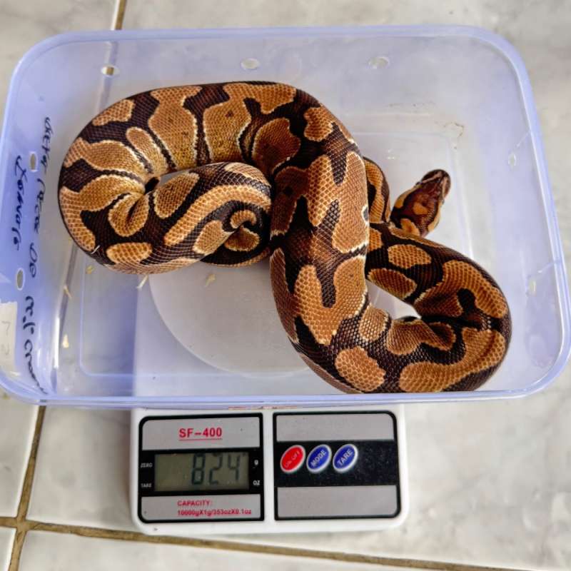 Fire Het Albino Female