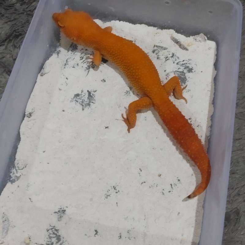 Sunglow Tomato Female