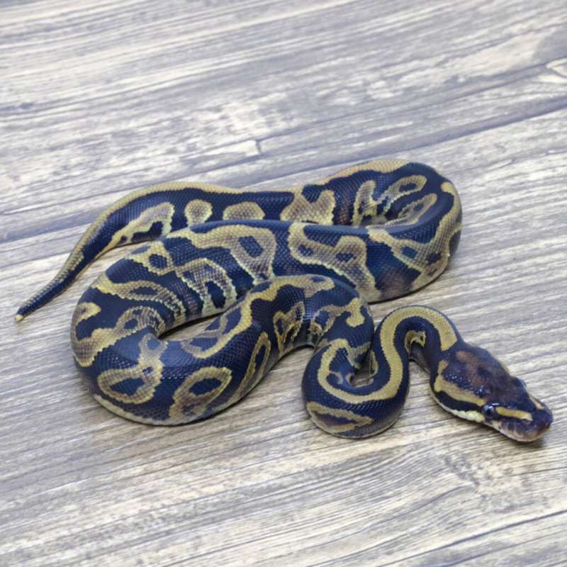 LEOPARD YELLOW BELLY HET CLOWN 66% HET PIED