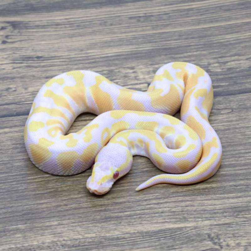 PASTEL LAVENDER HET CLOWN