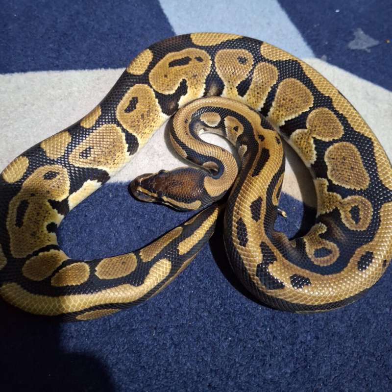 Ballpython Normal Het Hypo [Cakep]