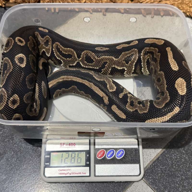 Ball Python Cinnamon Male
