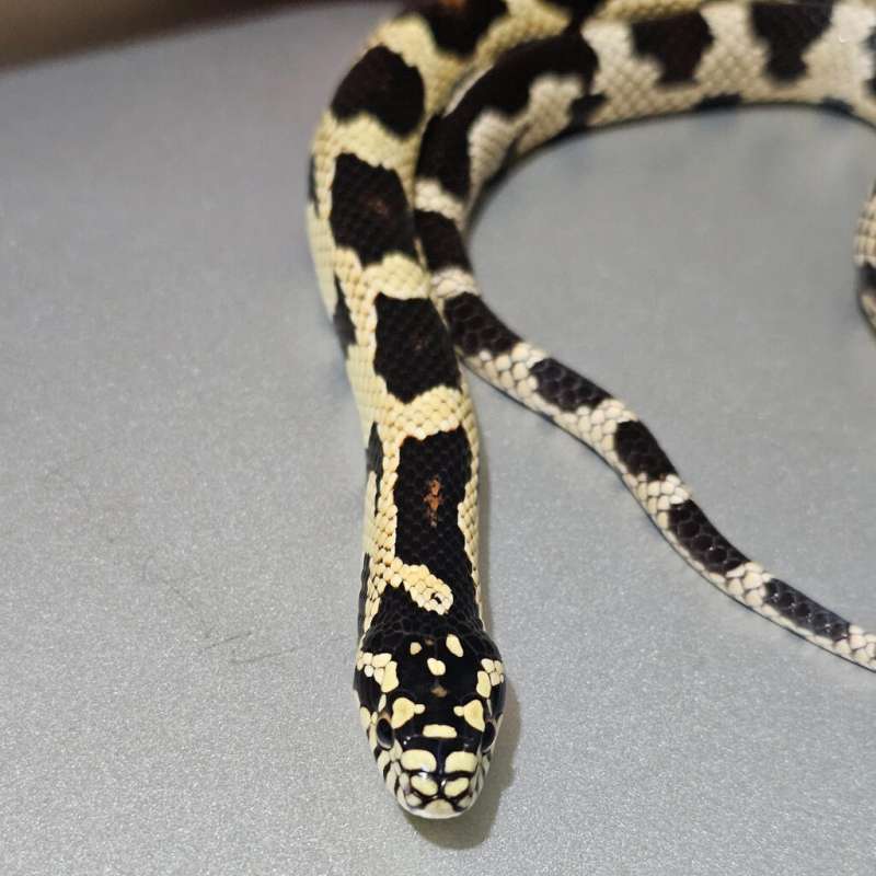 [Hybrid]F1 Junglecorn +