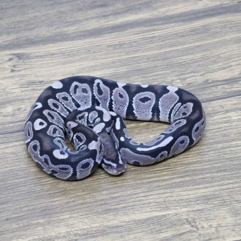 AXANTHIC VPI 66% HET PIED