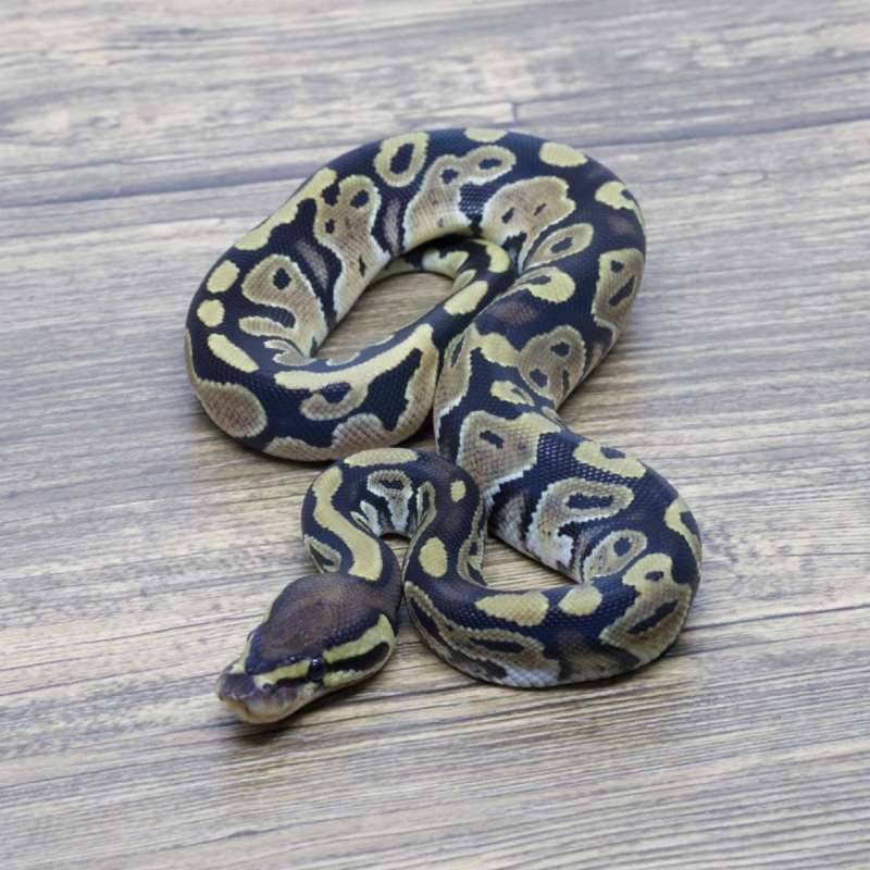 HET AXANTHIC VPI 66% HET PIED