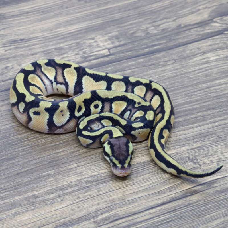ORANGE DREAM YELLOW BELLY PASTEL HET CLOWN 66% HET PIED