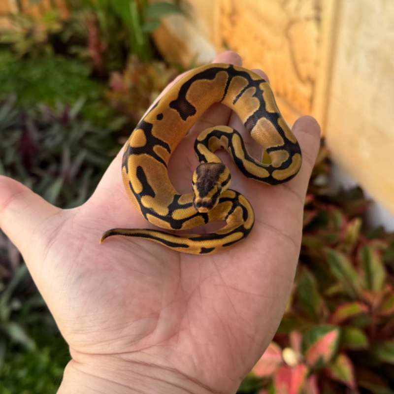 [RARE] Enchi Triple Het Albino Pied Clown M
