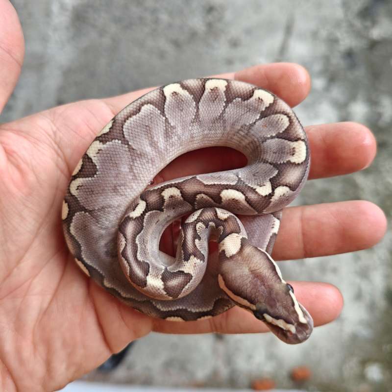 Ball Python Bamboo 1.0