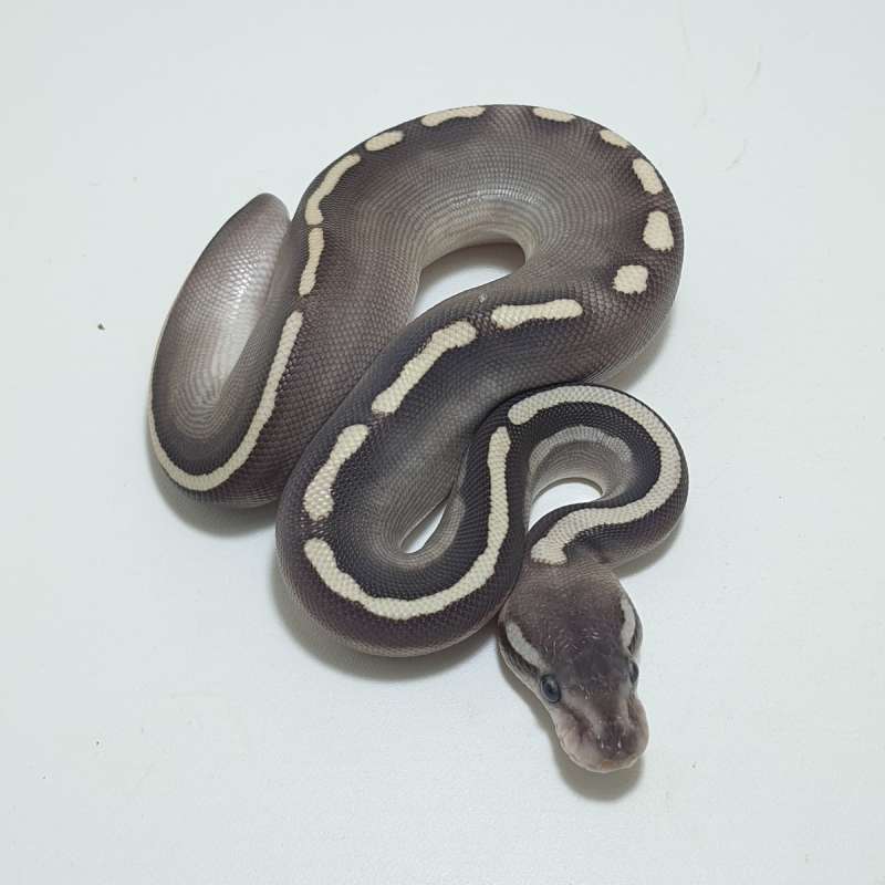 BUTTER GHI Double Het Albino Clown