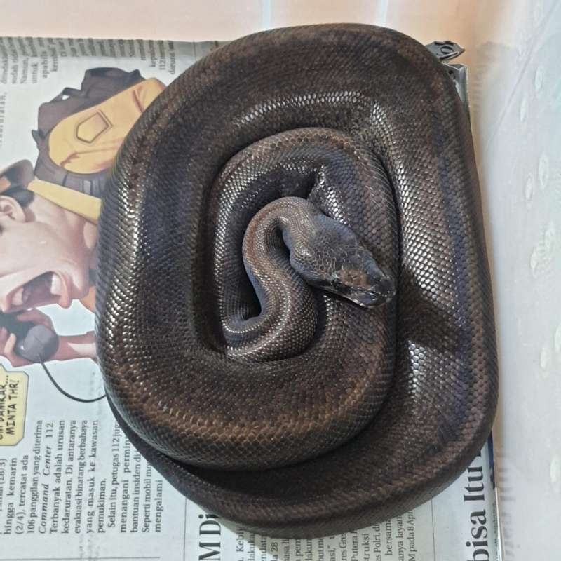 SUPER MAHOGANY PROOVEN